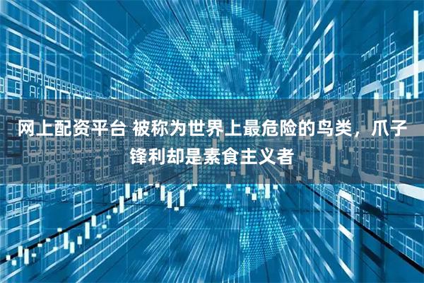 网上配资平台 被称为世界上最危险的鸟类，爪子锋利却是素食主义者